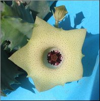 Huernia piersii